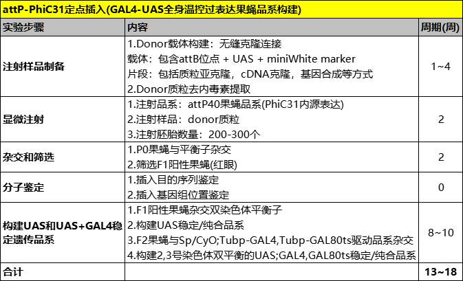 图1.2a GAL4-UAS全身温控过表达果蝇品系构建流程