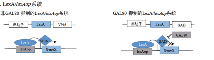 图2.1 LexA/LexAop系统