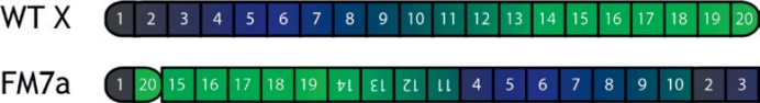 FM7a