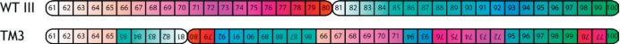 TM3