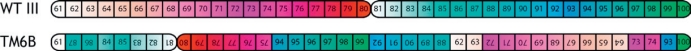 TM6B