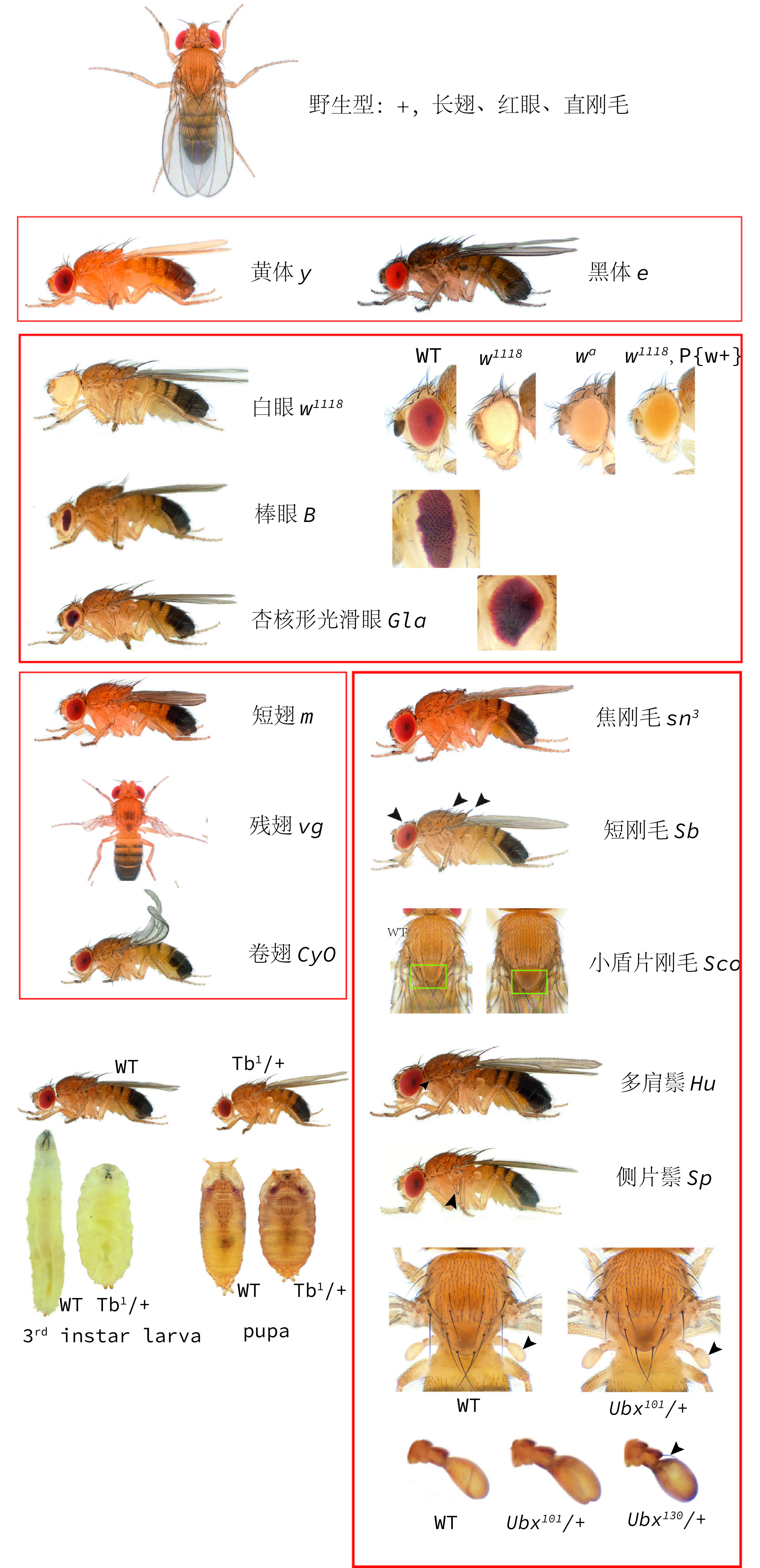 m、w、sn3三突变表型示例