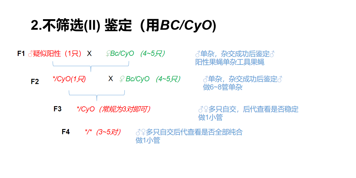 图4.1 杂交流程示例（2号染色体）