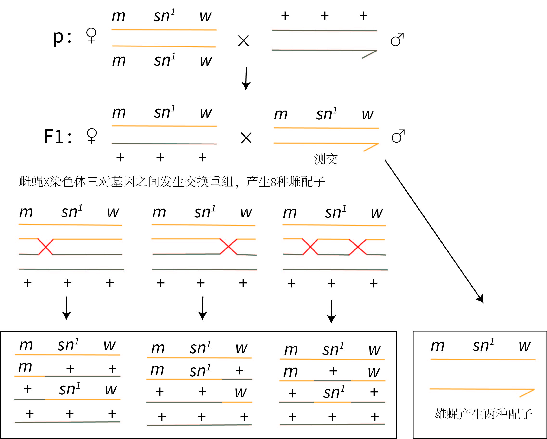 图5.1 三点测交杂交示意图