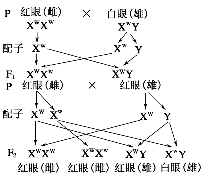 图6.1 果蝇杂交图示意