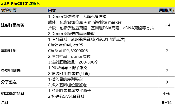 attP-PhiC31 技术示意图