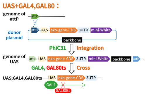 其他 GAL4-UAS 品系