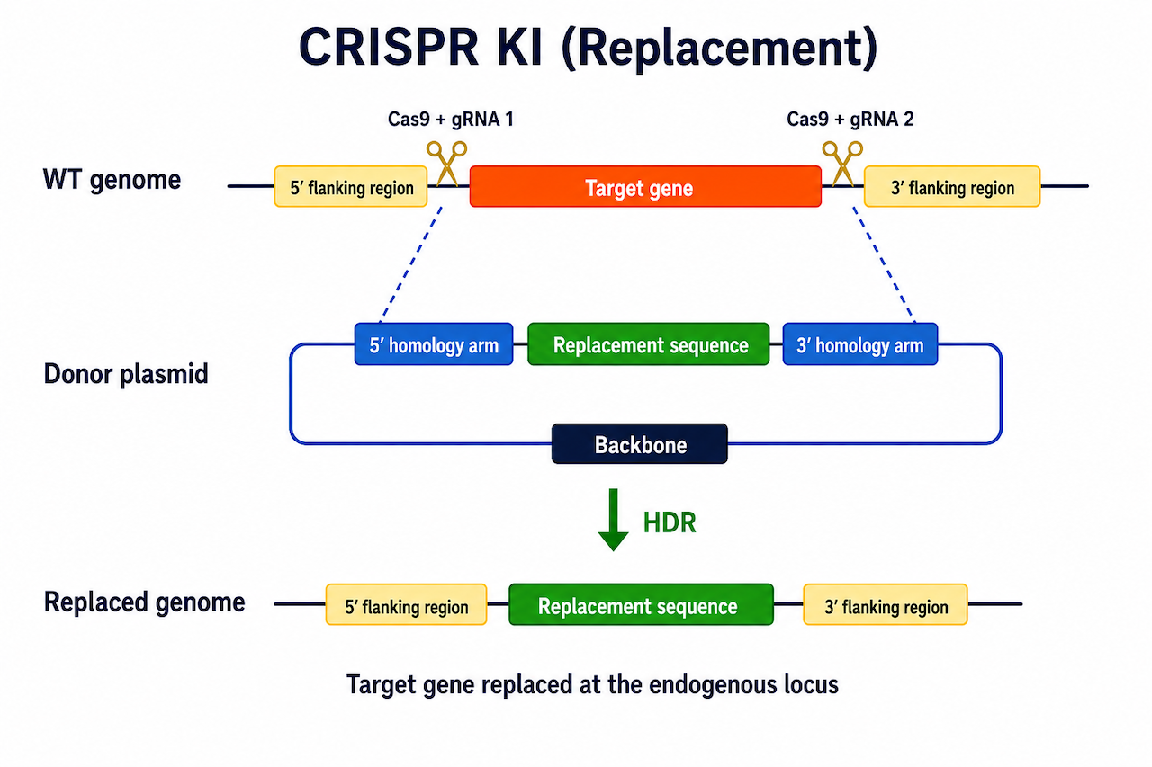 CRISPR KI Replacement 基因替换原理：gRNA 靶向内源基因 + 长同源臂 donor 介导 HR 修复，整段替换为外源同源基因