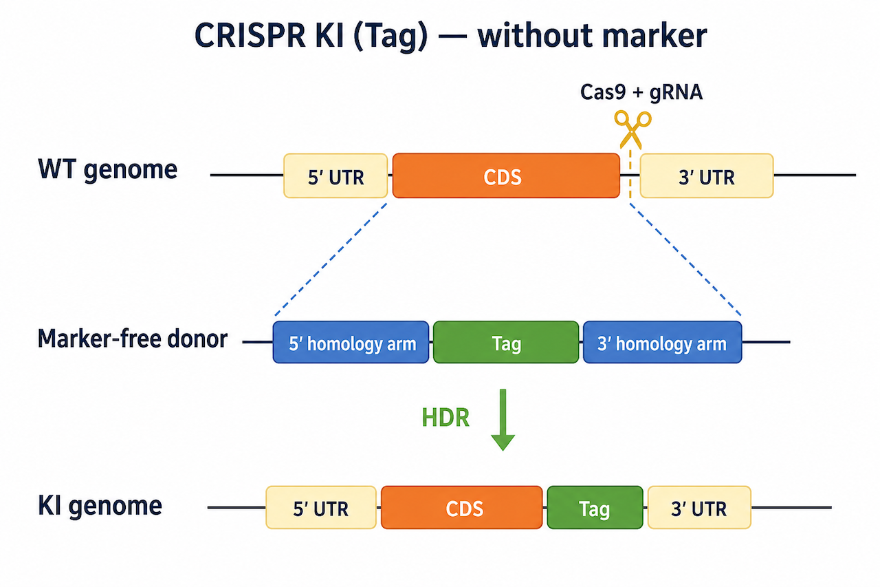 CRISPR KI Tag 无筛选标记方案原理：donor 仅含同源臂 + 标签序列，HR 后通过分子鉴定获得精确无多余序列