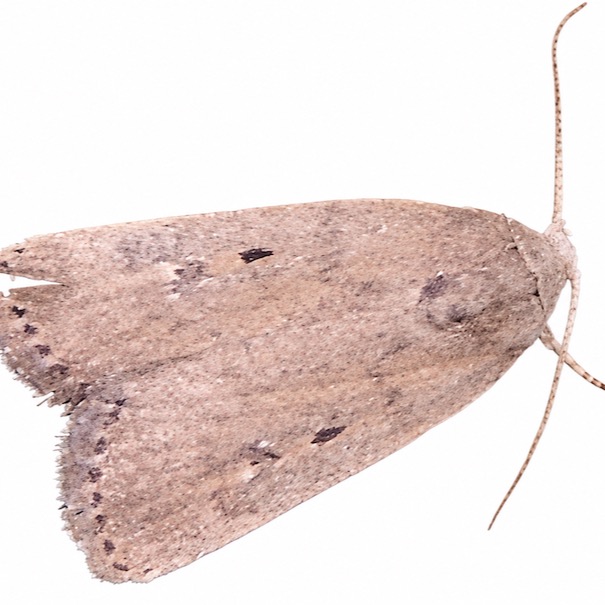 小菜蛾 Plutella xylostella 成虫