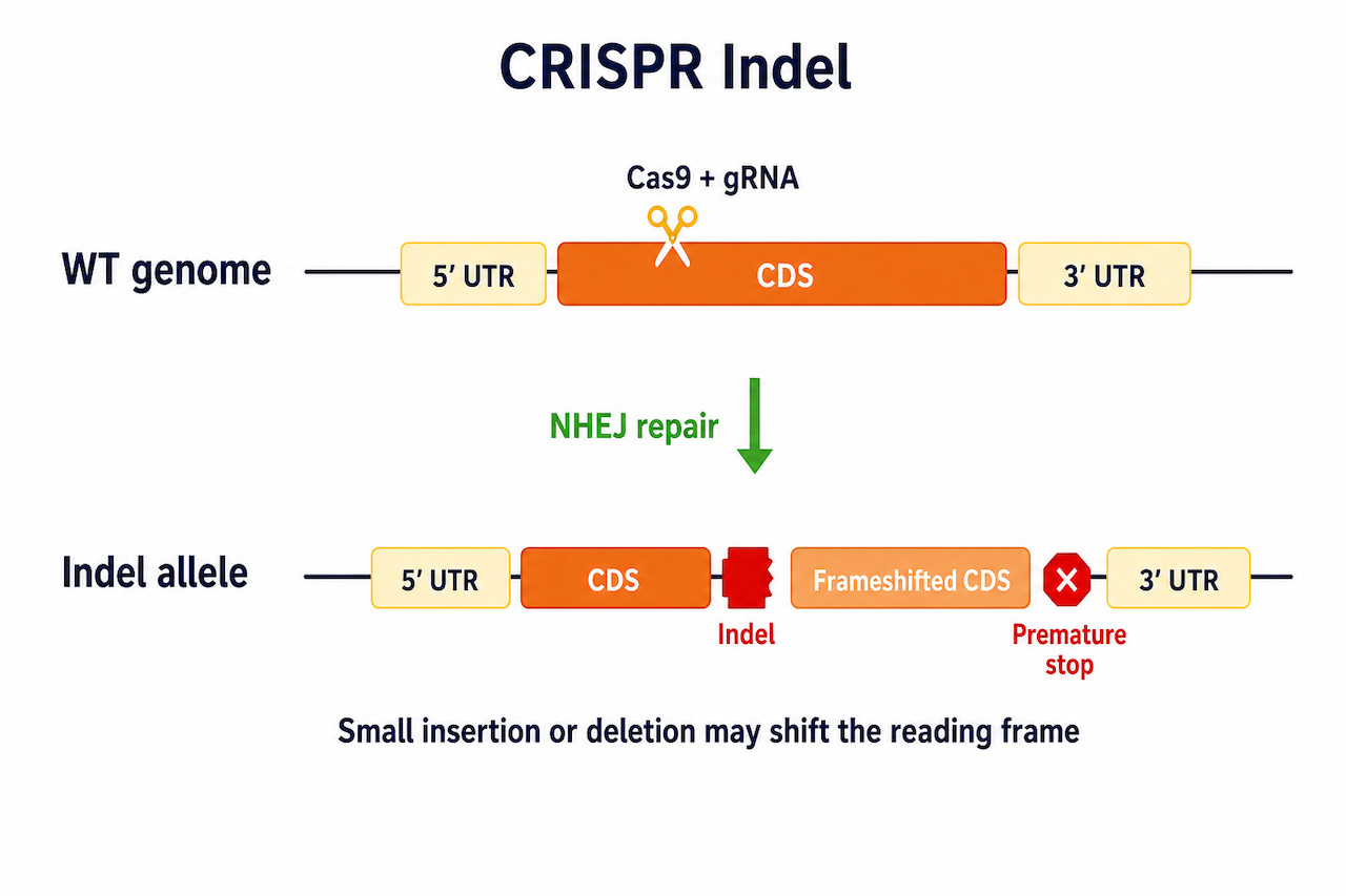 CRISPR Indel 移码突变原理示意：Cas9 + gRNA 切割基因组靶位点，NHEJ 修复引入 Indel 导致移码突变