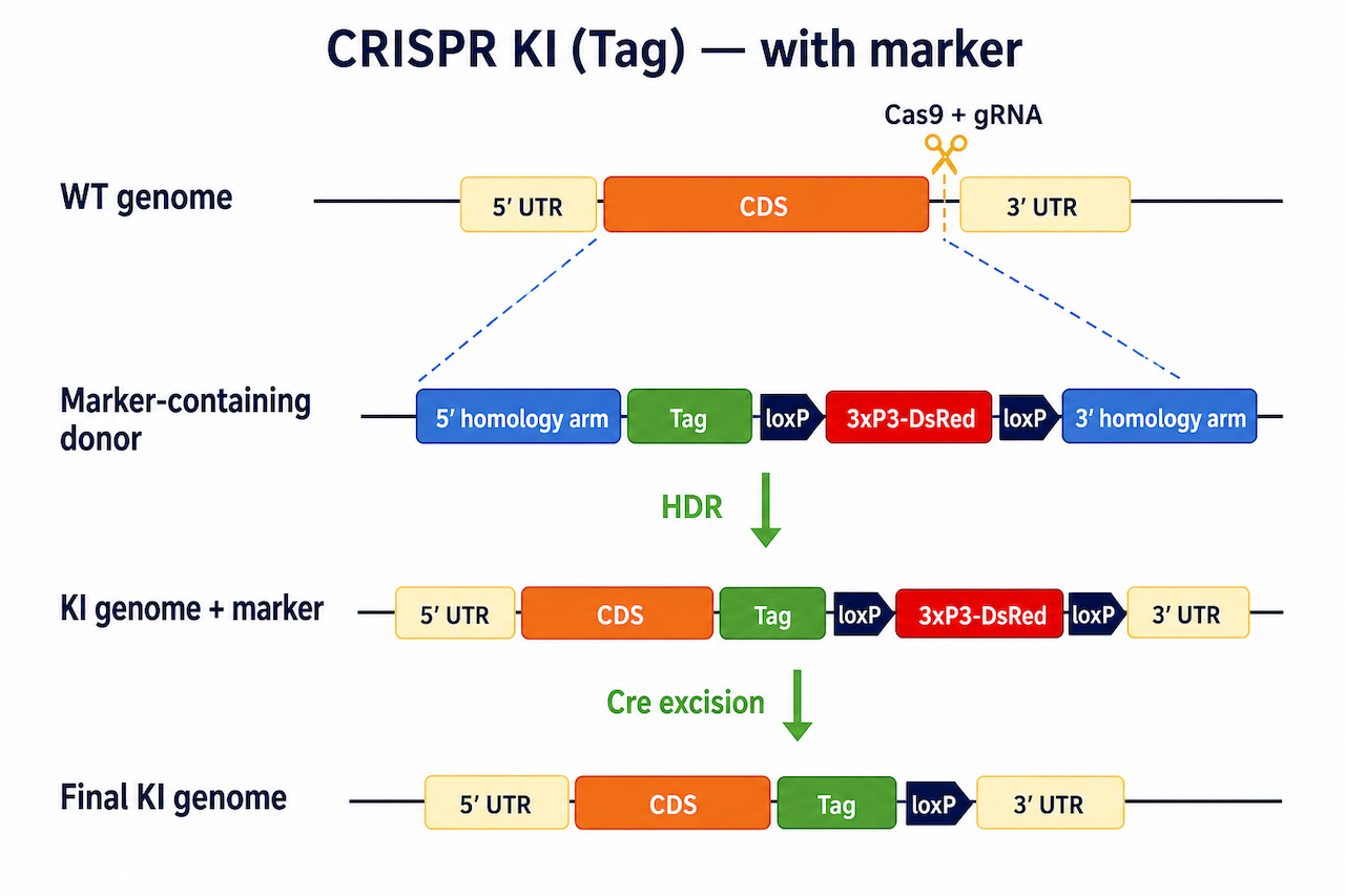 CRISPR KI Tag 有筛选标记方案原理：donor 含 RFP 标记 + 同源臂，HR 后通过表型筛选 + 后续 Cre 移除 marker