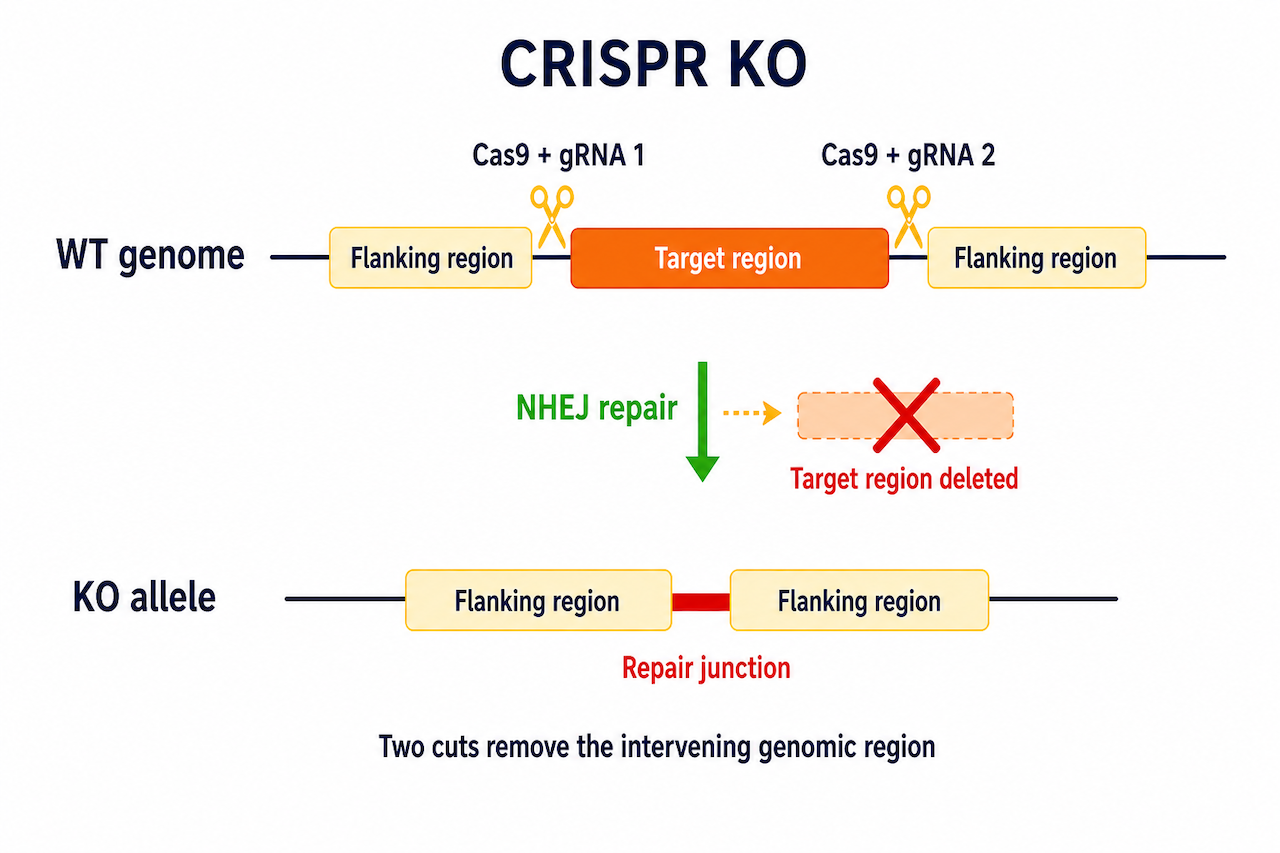 CRISPR KO 双 gRNA 大片段敲除原理示意：两个 gRNA 引导 Cas9 在两端切割，NHEJ 修复连接后删除中间序列