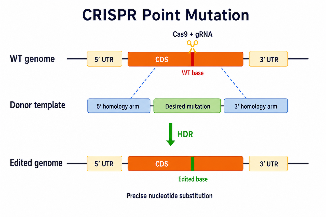 CRISPR Point Mutation 点突变原理示意：通过同义突变 donor 在目标氨基酸两侧引入标记，HR 修复精准替换氨基酸位点