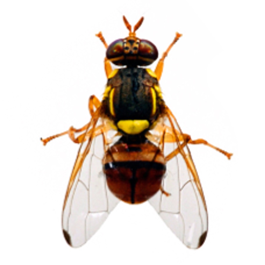 桔小实蝇 Bactrocera dorsalis 成虫