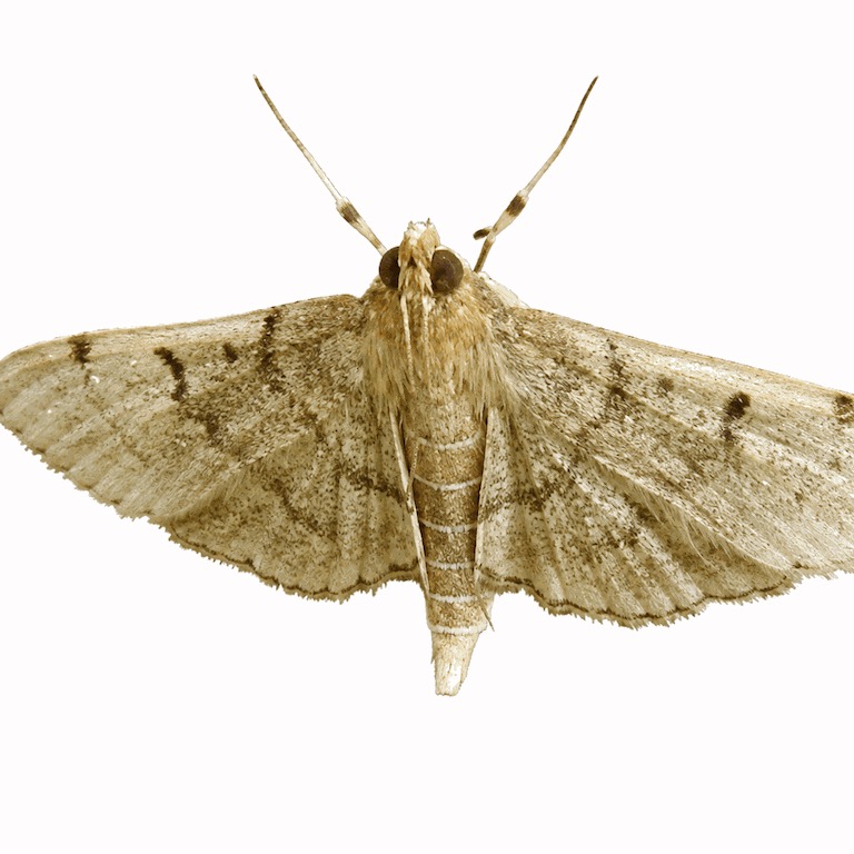 稻纵卷叶螟 Cnaphalocrocis medinalis 成虫