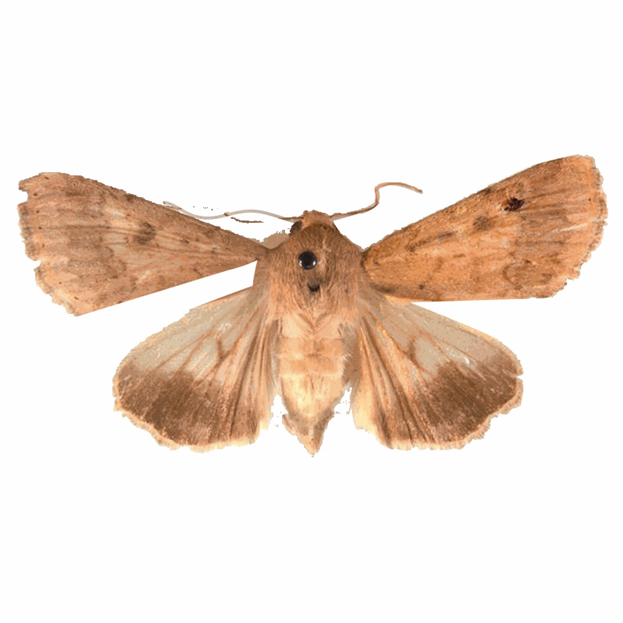 棉铃虫 Helicoverpa armigera 成虫