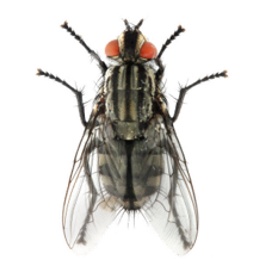 家蝇 Musca domestica 成虫