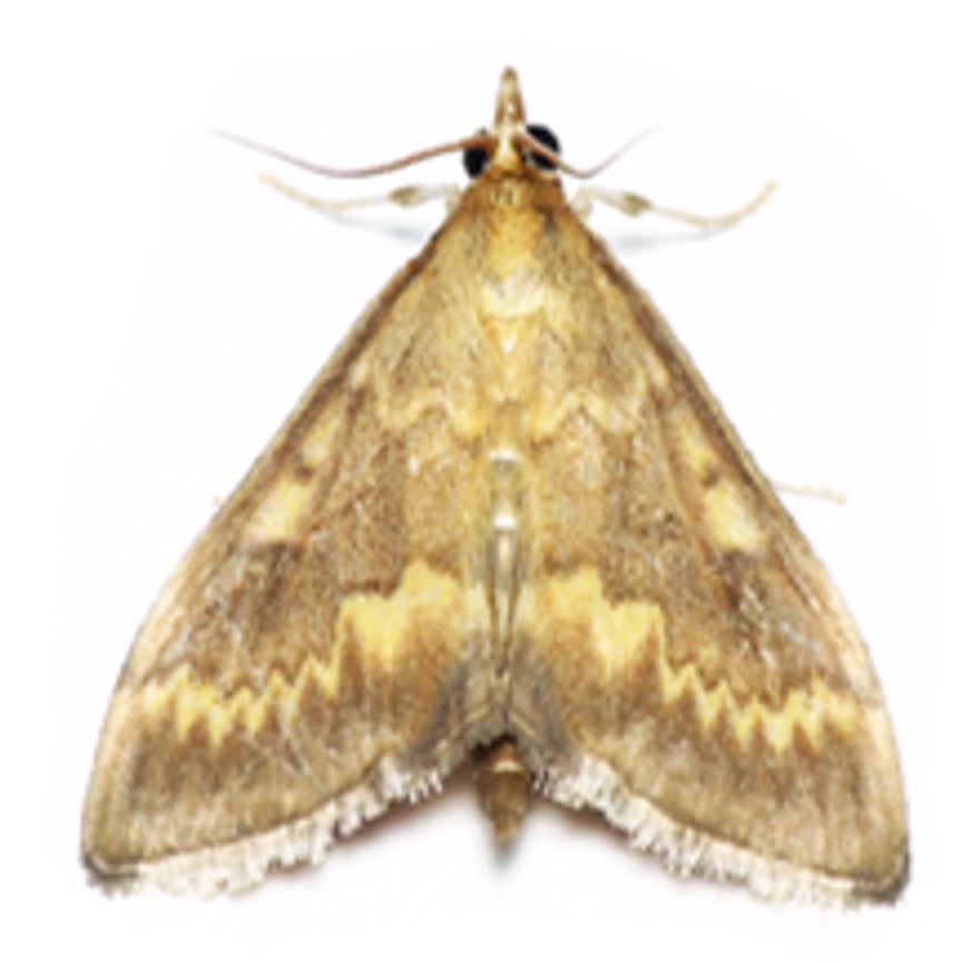 亚洲玉米螟 Ostrinia furnacalis 成虫