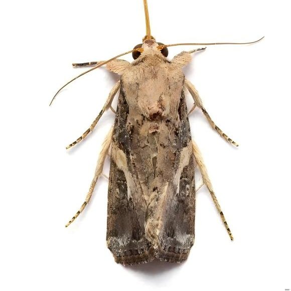 草地贪夜蛾 Spodoptera frugiperda 成虫