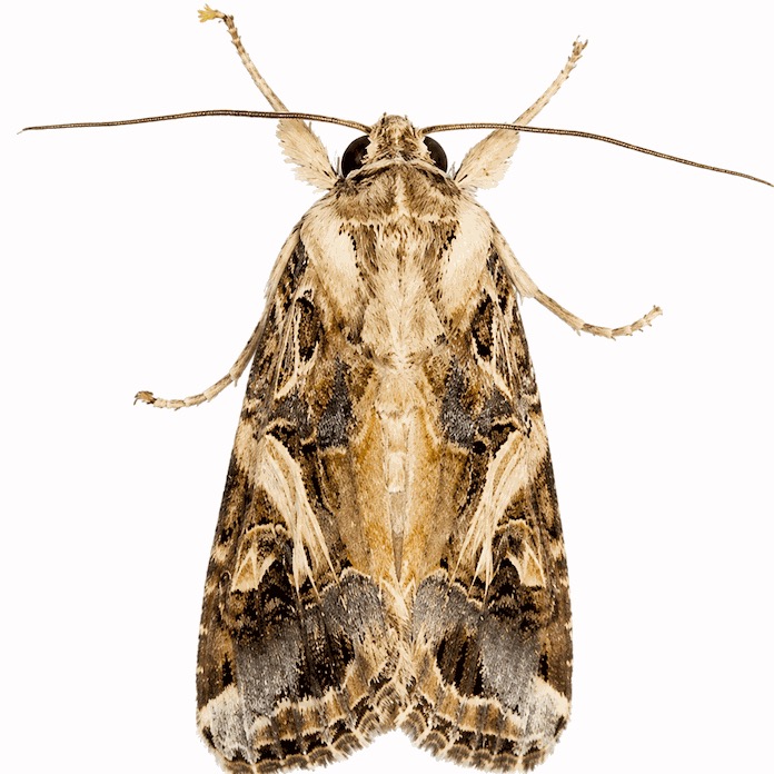 斜纹夜蛾 Spodoptera litura 成虫