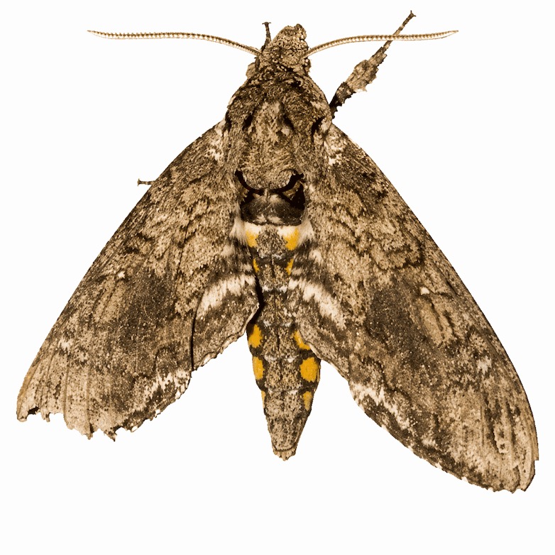 番茄潜叶蛾 Phthorimaea absoluta 成虫