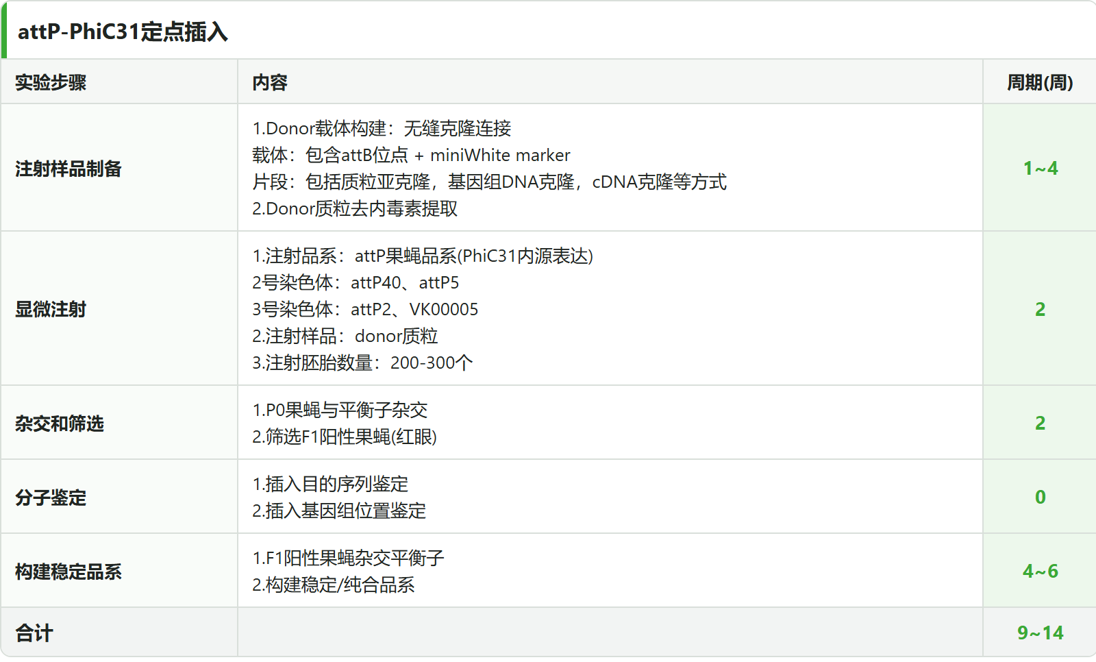attP-PhiC31 定点插入 5 阶段标准流程表：注射样品制备 → 显微注射 → 杂交和筛选 → 分子鉴定 → 构建稳定品系，合计 9~14 周